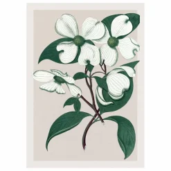 The Dybdahl Co. Affiche Cornus Florida| Déco Murale, Papier Peint
