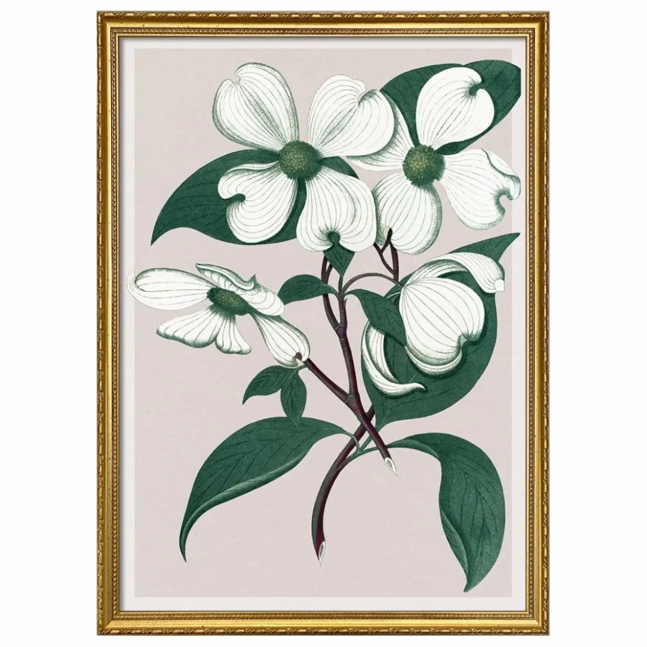 The Dybdahl Co. Affiche Cornus Florida| Déco Murale, Papier Peint