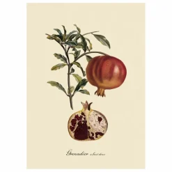 The Dybdahl Co. Déco Murale, Papier Peint*Affiche Grenadier à Fruit Doux
