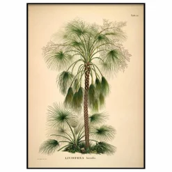 Clearance The Dybdahl Co. Affiche Livistona Humilis Multicolore