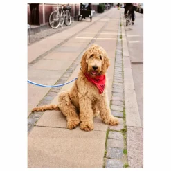 Hay Bandana pour chien | Rouge