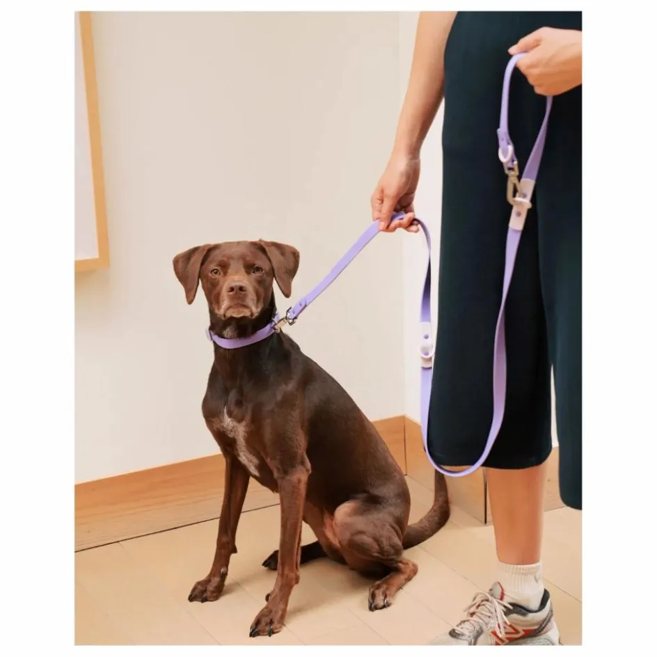 Approved by Fritz Collier pour chien | Lilas| Accessoires Animaux