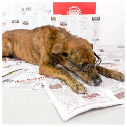 Best The Furry Folks Jouet de fouille Newspapper | Multicolore