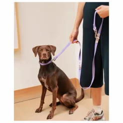 Approved by Fritz Accessoires Animaux*Laisse réglable pour chien | Lilas