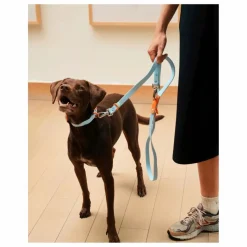 Approved by Fritz Laisse réglable pour chien || Accessoires Animaux