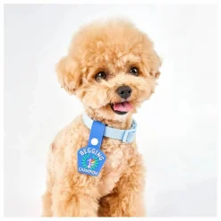 New Médaille Begging Champion | Accessoires Animaux