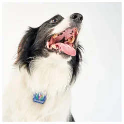 New Médaille Begging Champion | Accessoires Animaux