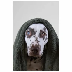 Holidermie Shampoing pour chien sans sulfate Holidog - 480ml Non teinté
