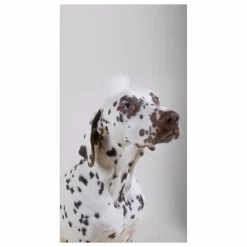 Holidermie Shampoing pour chien sans sulfate Holidog - 480ml Non teinté