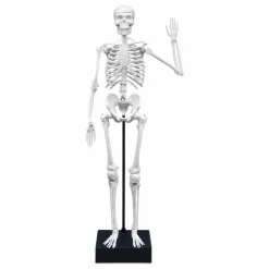 Buki Squelette 45 cm| Jeux Éducatifs