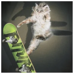 Outlet Molo T-shirt Rube Skate Cat Coton Bio | Noir